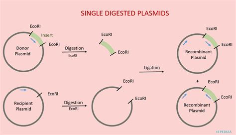 Restriction Enzyme Single/Double Digestion .